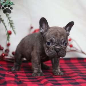 Truffle, French Bulldog Puppy